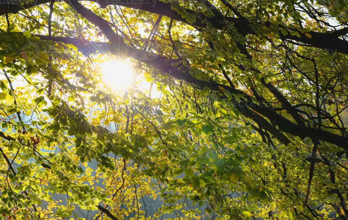Zonnestralen door bladerdak in het bos